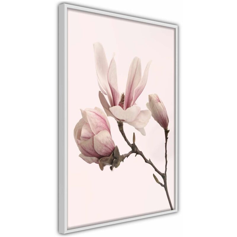 

Rtgs - Póster - Blooming Magnolias II Medidas 30X45