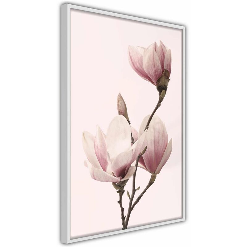 

Rtgs - Póster - Blooming Magnolias III Medidas 40X60