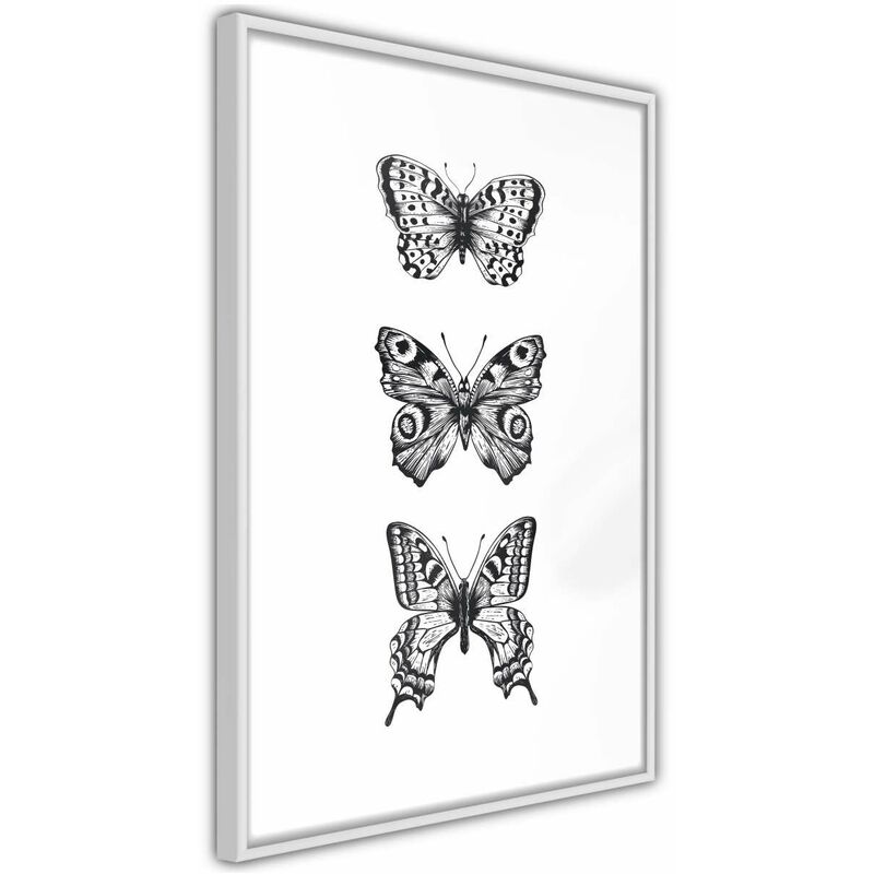 

Rtgs - Póster - Butterfly Collection III Medidas 40X60