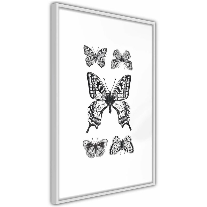 

Rtgs - Póster - Butterfly Collection IV Medidas 40X60