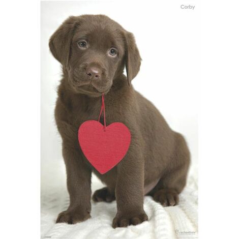 Poster chiot Corby par Rachael Hale