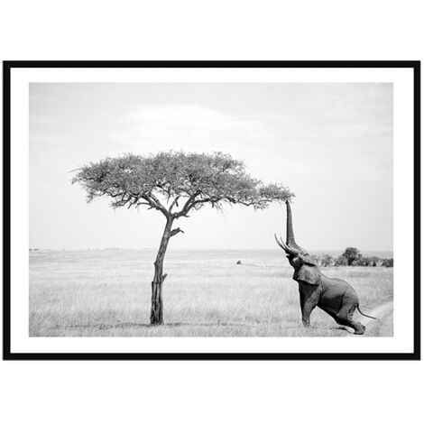 Póster con marco 33x43 cm Elefante P2260