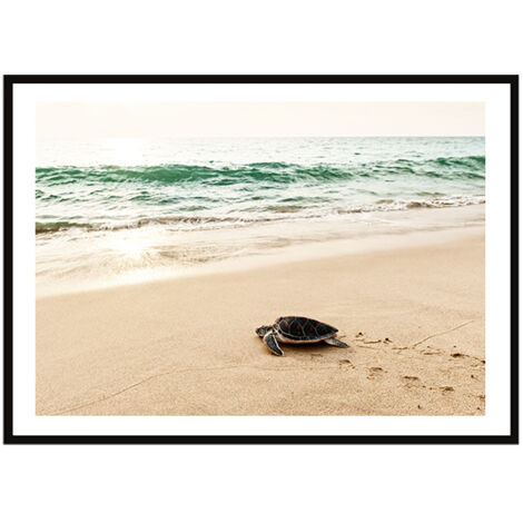 Póster con marco 33x43 cm Tortuga P2261