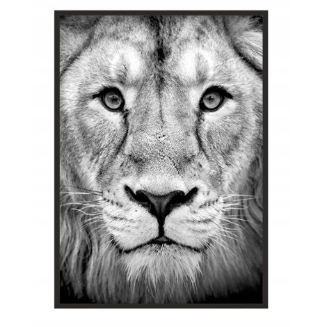 Póster con marco 43x33 cm León P1232