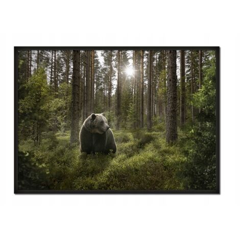 Póster con marco 43x33 cm Oso P651