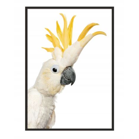 Póster con marco 53x73 cm Cacatúa P1002