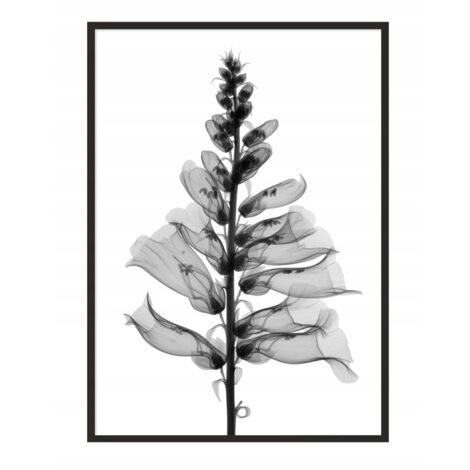 Póster con marco 53x73 cm Flor P1032