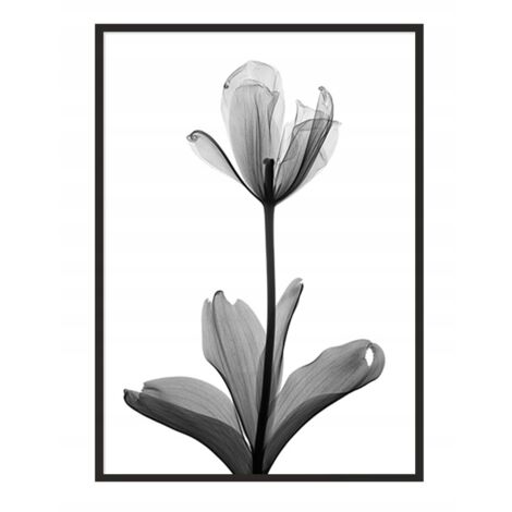 Póster con marco 53x73 cm Flor P1041