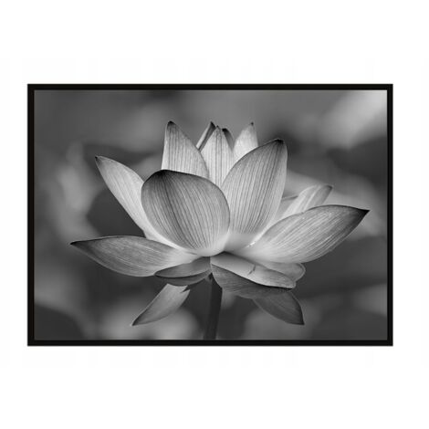 Póster con marco 53x73 cm Flor P1043