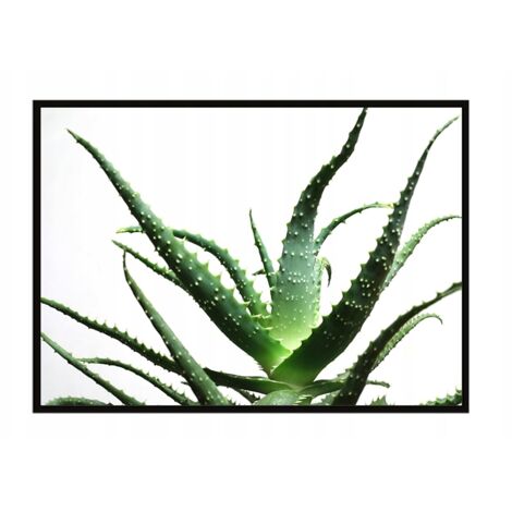 Póster con marco 53x73 cm Flor P1045