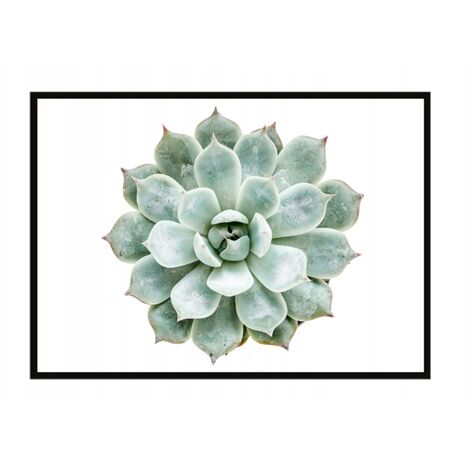Póster con marco 53x73 cm Flor P1046