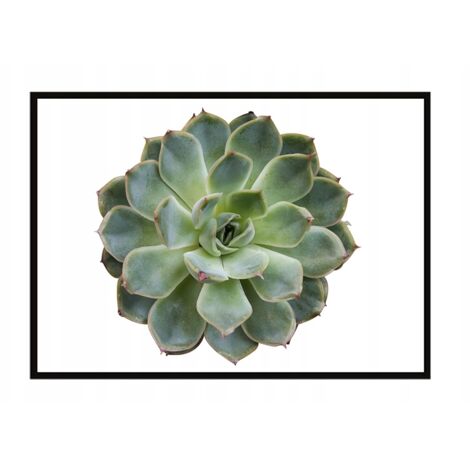 Póster con marco 53x73 cm Flor P1049