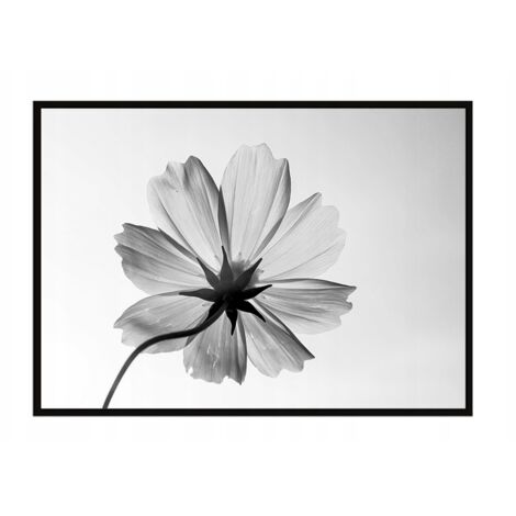 Póster con marco 53x73 cm Flor P1050
