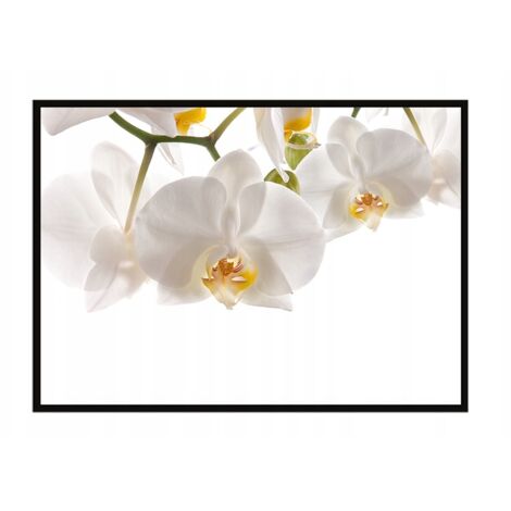 Póster con marco 53x73 cm Flores P1013