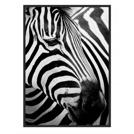 Póster con marco de 53 x 73 cm Zebra 7 P578
