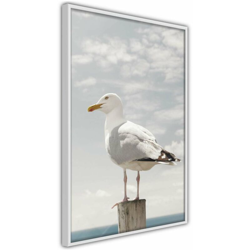 

Rtgs - Póster - Curious Seagull Medidas 30X45