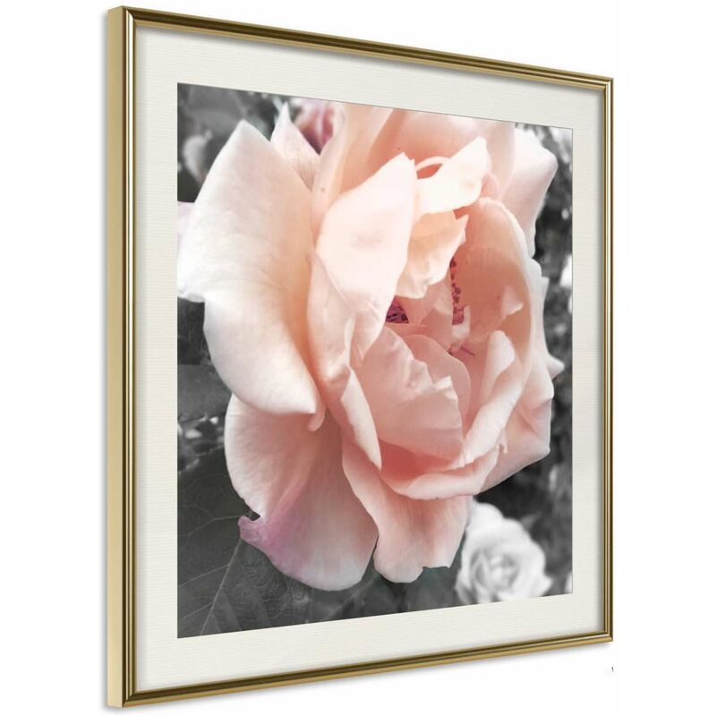 

Rtgs - Póster - Delicate Rose Medidas 20X20