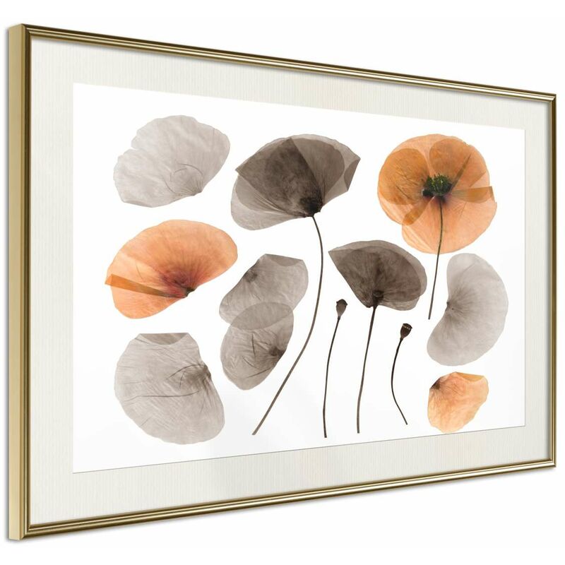

Rtgs - Póster - Dried Poppies Medidas 60X40