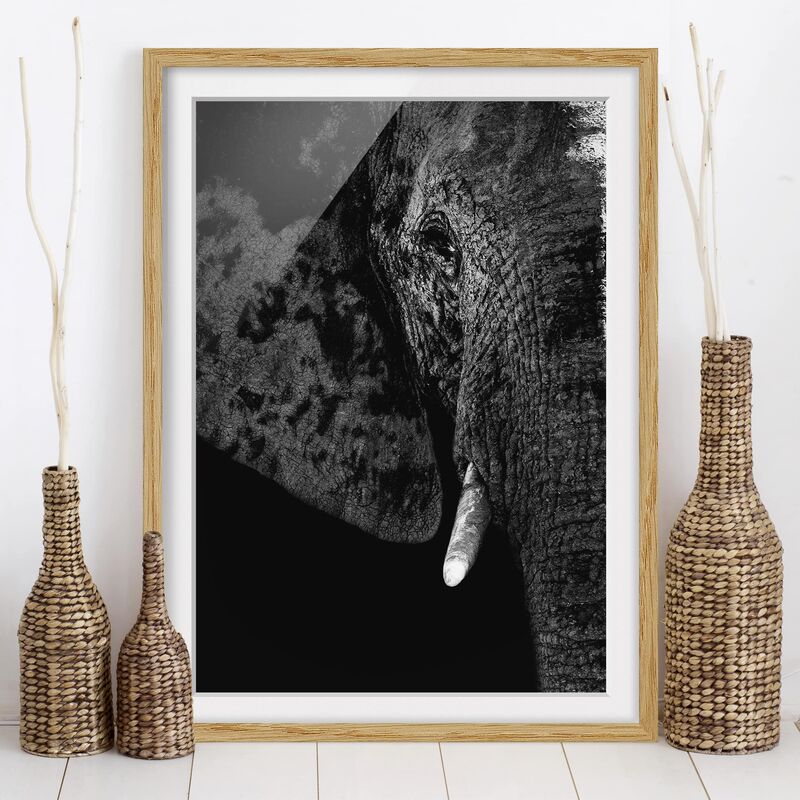 

Póster enmarcado - African Elephant Black And White Dimensión LxA: 24cm x 18cm, Marco: Roble