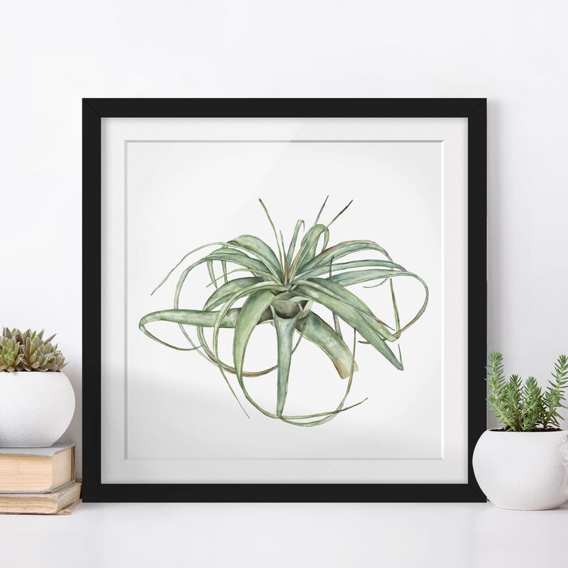 

Póster enmarcado - Air Plant Watercolor I Dimensión LxA: 50cm x 50cm, Marco: Negro