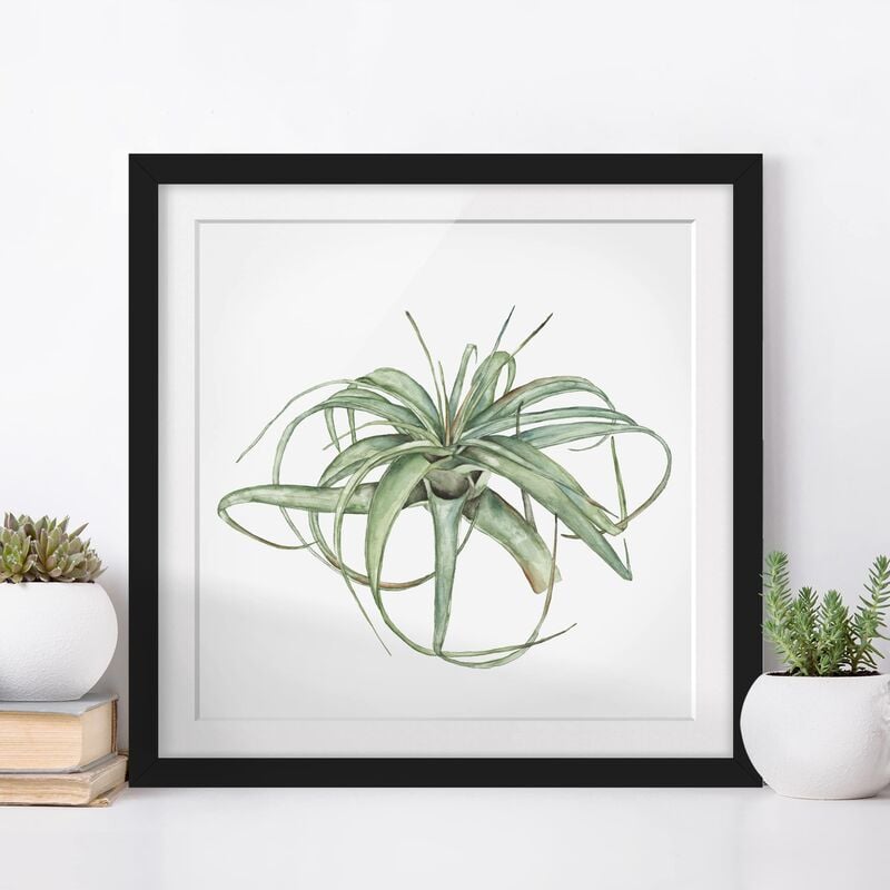 

Póster enmarcado - Air Plant Watercolor I Dimensión LxA: 20cm x 20cm, Marco: Negro