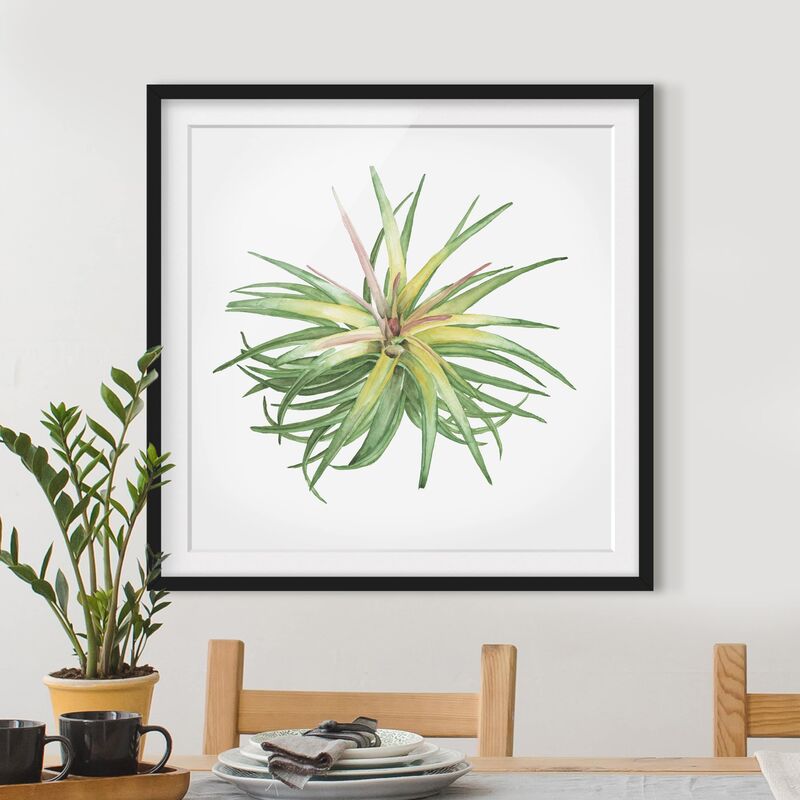 

Póster enmarcado - Air Plant Watercolor III Dimensión LxA: 30cm x 30cm, Marco: Negro