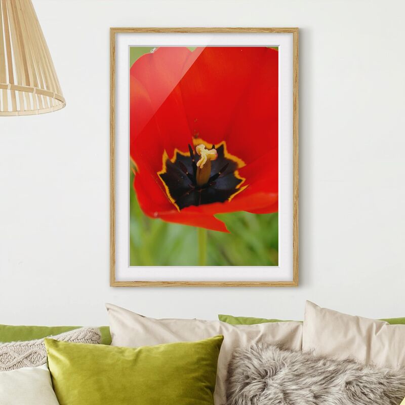 

Póster enmarcado - Amazing Red Tulips Dimensión LxA: 70cm x 50cm, Marco: Roble