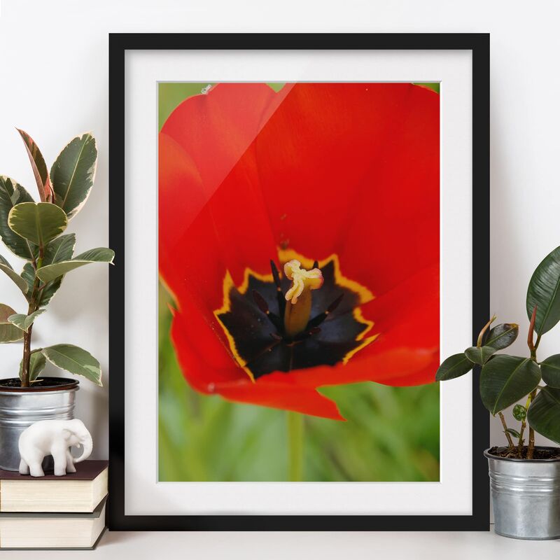 

Póster enmarcado - Amazing Red Tulips Dimensión LxA: 24cm x 18cm, Marco: Negro