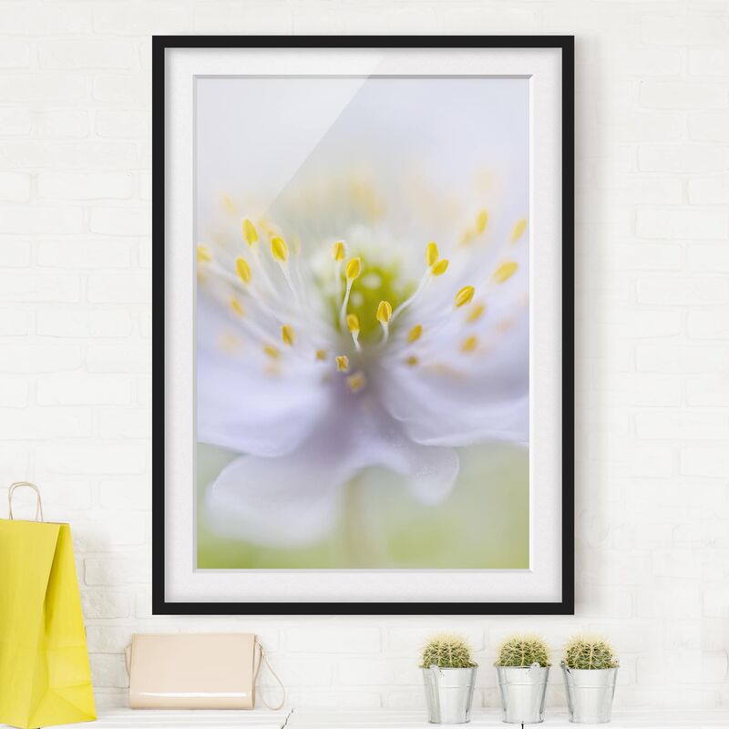 

Póster enmarcado - Anemones Beauty Dimensión LxA: 24cm x 18cm, Marco: Negro