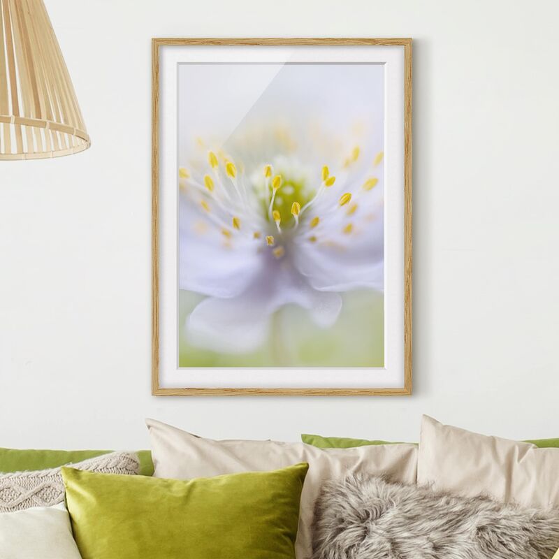 

Póster enmarcado - Anemones Beauty Dimensión LxA: 70cm x 50cm, Marco: Roble