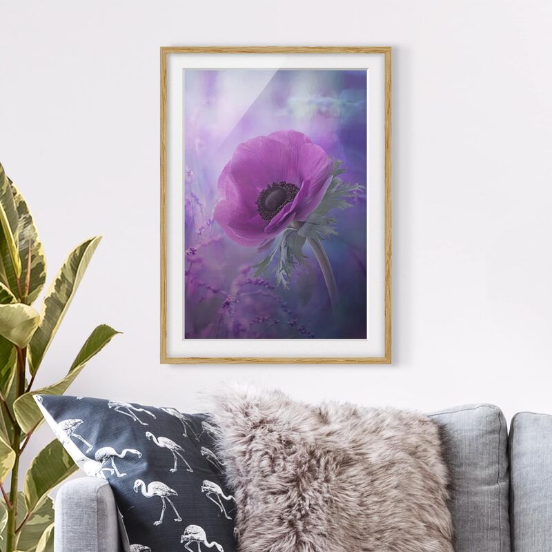

Póster enmarcado - Anemones Bloom In Violet Dimensión LxA: 40cm x 30cm, Marco: Roble