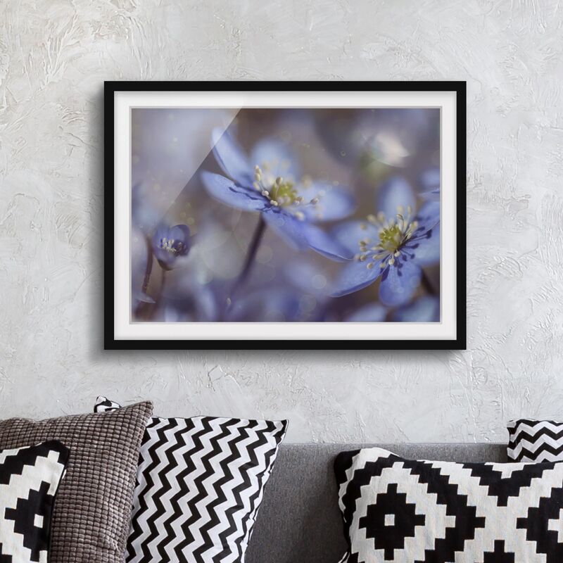 

Póster enmarcado - Anemones In Blue Dimensión LxA: 50cm x 70cm, Marco: Negro