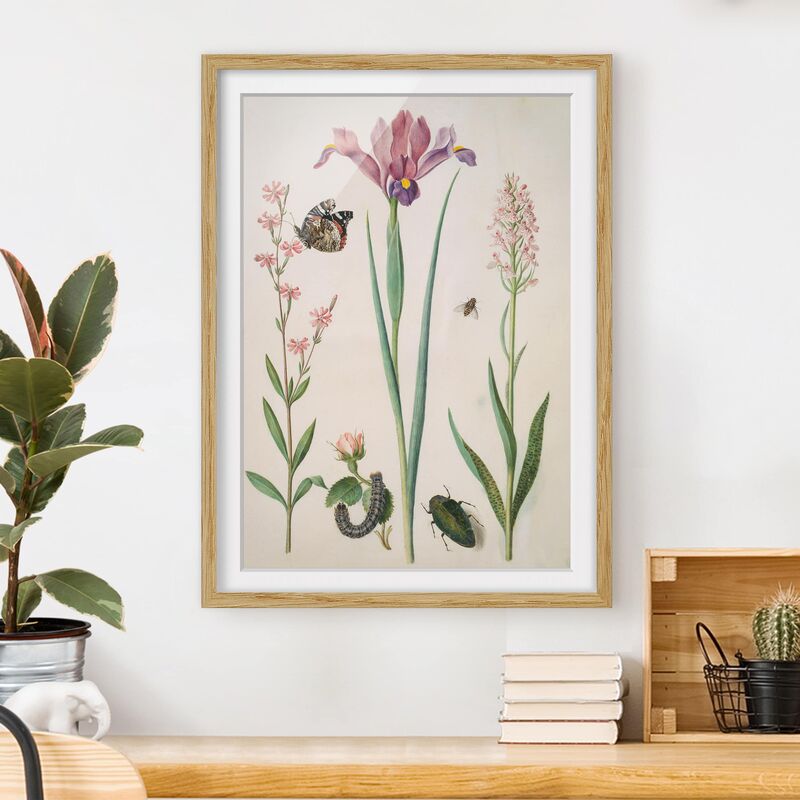 

Póster enmarcado - Anna Maria Sibylla Merian - Campion e Rose Dimensión LxA: 55cm x 40cm, Marco: Roble