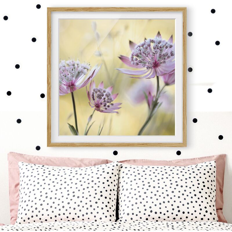

Póster enmarcado - Astrantia Major Dimensión LxA: 20cm x 20cm, Marco: Roble