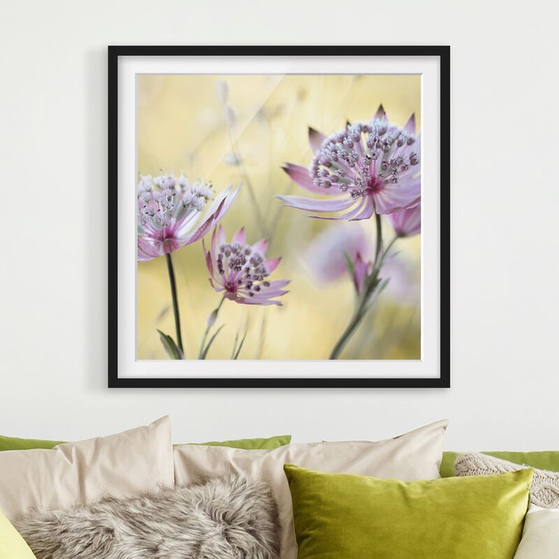 

Póster enmarcado - Astrantia Major Dimensión LxA: 70cm x 70cm, Marco: Negro