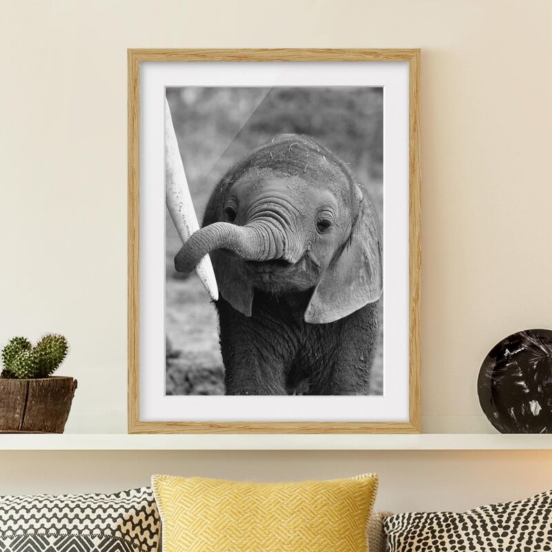 

Póster enmarcado - Baby Elephant Dimensión LxA: 24cm x 18cm, Marco: Roble