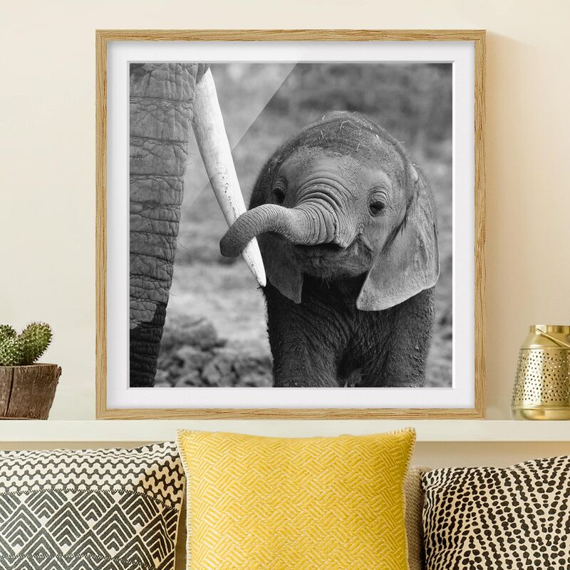 

Póster enmarcado - Baby Elephant Dimensión LxA: 20cm x 20cm, Marco: Roble