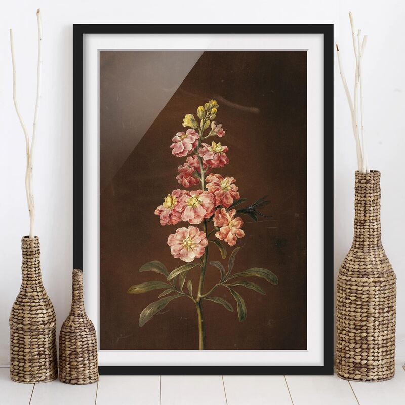 

Póster enmarcado - Barbara Regina Dietzsch - Un Pink Garden Levkkoje Dimensión LxA: 55cm x 40cm, Marco: Negro