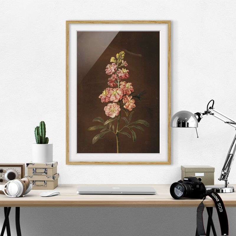 

Póster enmarcado - Barbara Regina Dietzsch - Un Pink Garden Levkkoje Dimensión LxA: 55cm x 40cm, Marco: Roble