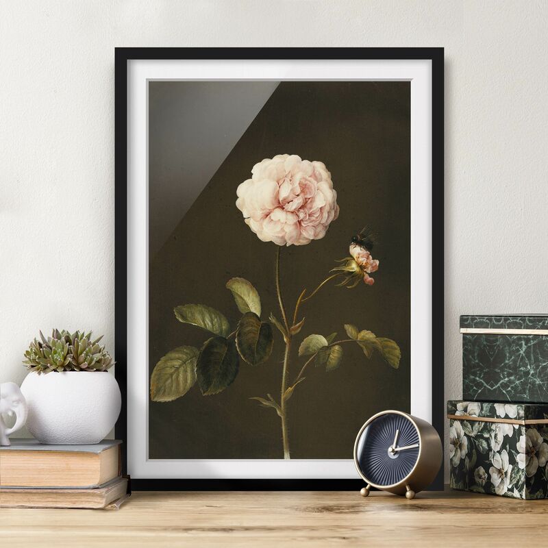 

Póster enmarcado - Barbara Regina Dietzsch - Rosa Gallica Con Bumblebee Dimensión LxA: 70cm x 50cm, Marco: Negro
