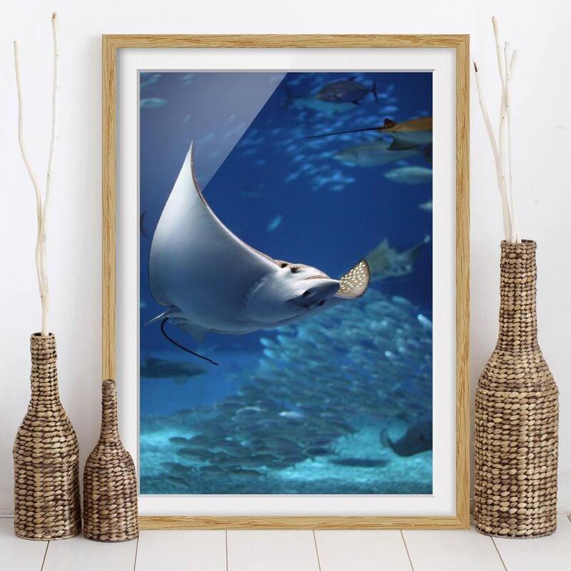 

Póster enmarcado - Batoidea Dimensión LxA: 55cm x 40cm, Marco: Roble
