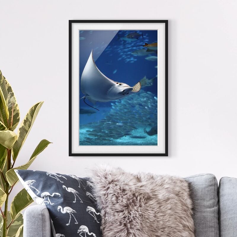 

Póster enmarcado - Batoidea Dimensión LxA: 40cm x 30cm, Marco: Negro