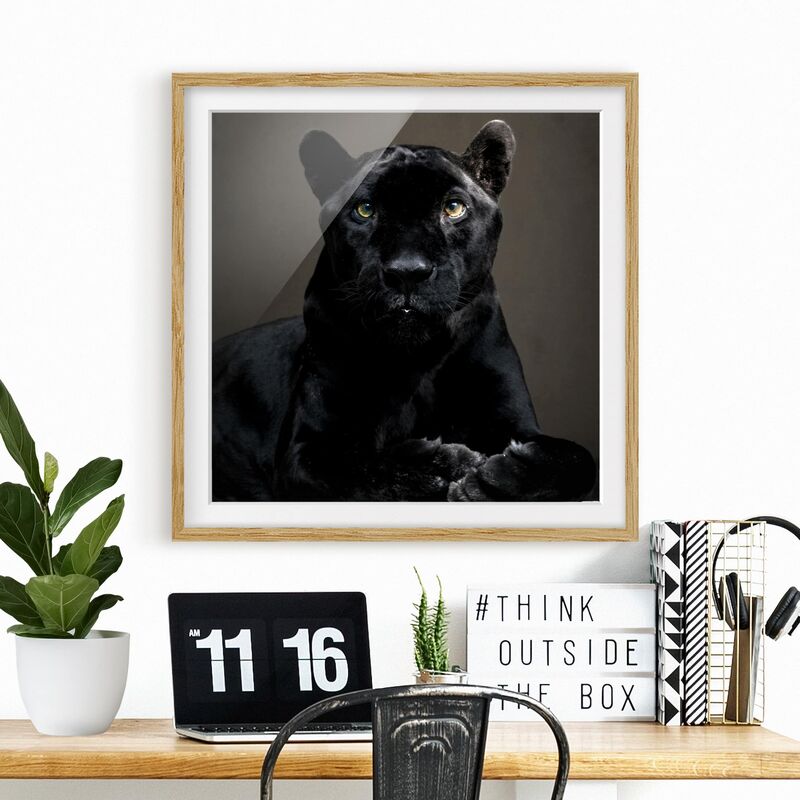 

Póster enmarcado - Black Puma Dimensión LxA: 50cm x 50cm, Marco: Roble