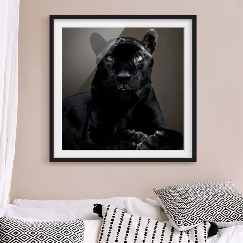 

Póster enmarcado - Black Puma Dimensión LxA: 30cm x 30cm, Marco: Negro