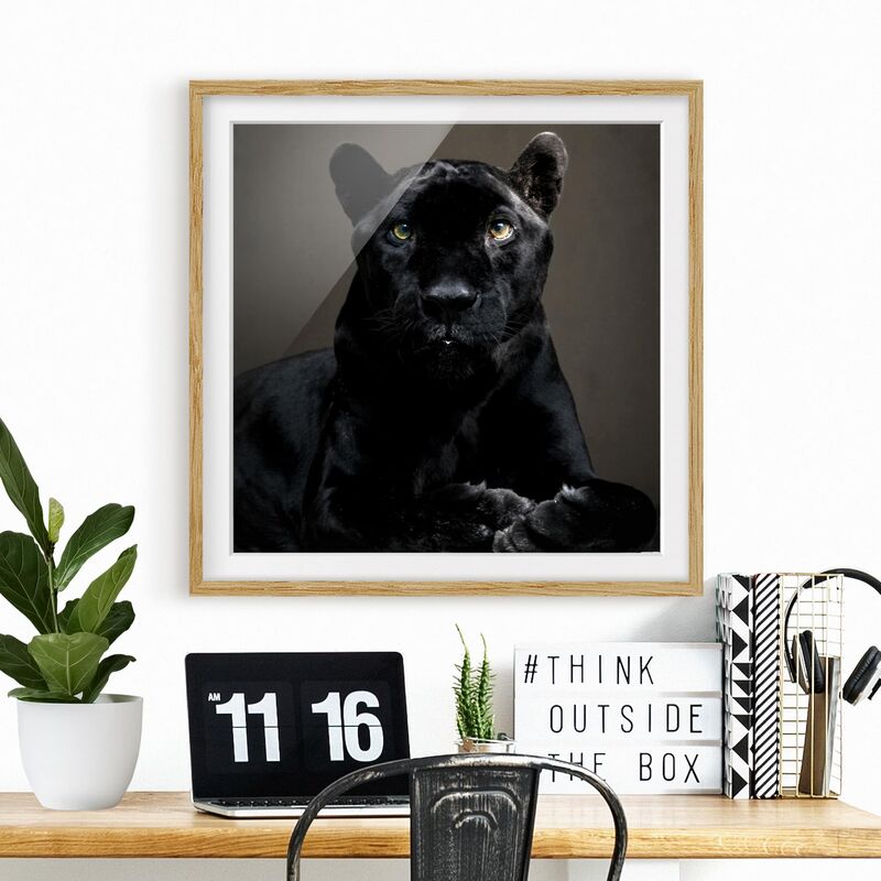 

Póster enmarcado - Black Puma Dimensión LxA: 30cm x 30cm, Marco: Roble