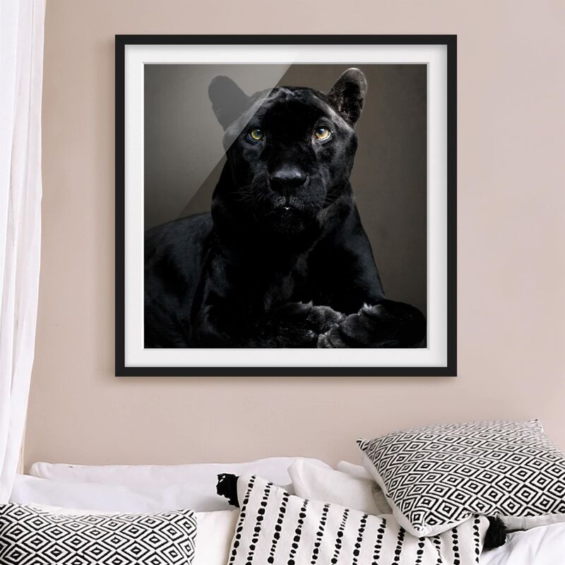 

Póster enmarcado - Black Puma Dimensión LxA: 20cm x 20cm, Marco: Negro