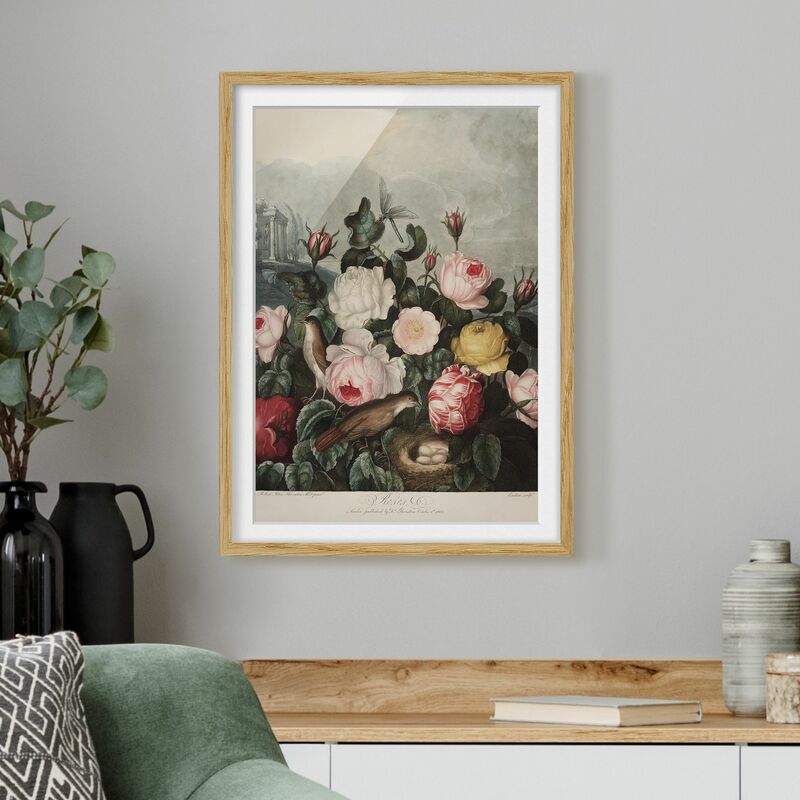 

Póster enmarcado - Botanica Vintage Illustrazione di rose Dimensión LxA: 55cm x 40cm, Marco: Roble