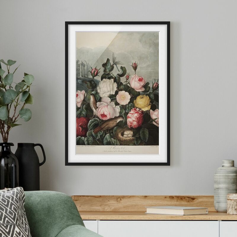 

Póster enmarcado - Botanica Vintage Illustrazione di rose Dimensión LxA: 100cm x 70cm, Marco: Negro