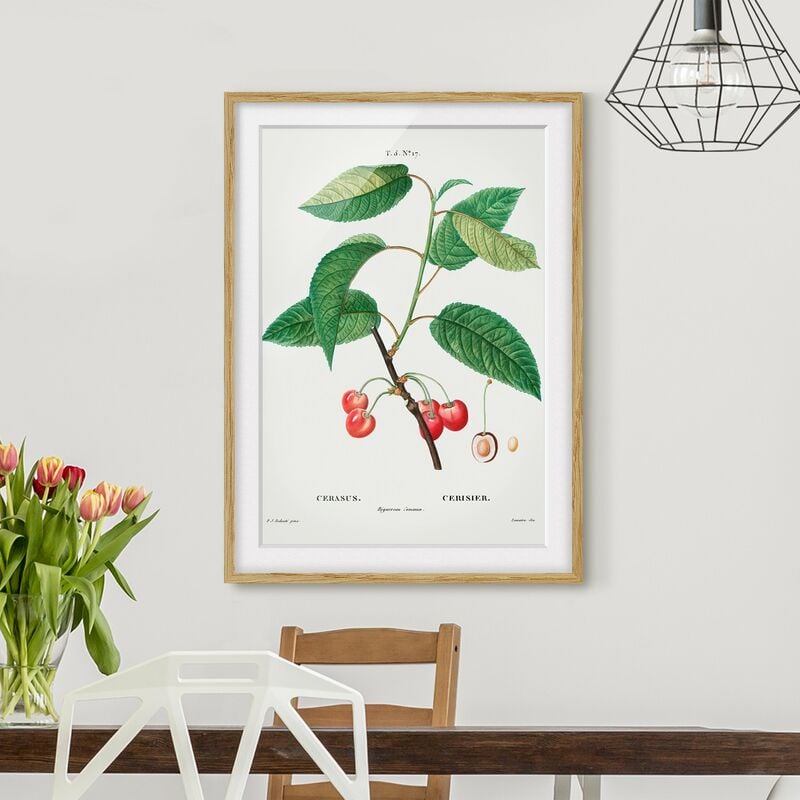 

Póster enmarcado - Illustrazione botanica rosso dell'annata Ciliegie Dimensión LxA: 24cm x 18cm, Marco: Roble