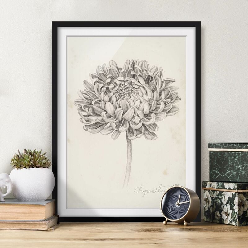 

Póster enmarcado - Botanical Study II Crisantemo Dimensión LxA: 100cm x 70cm, Marco: Negro